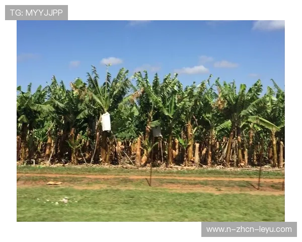 南非投球火力强劲，完封对手再取三分，南非擅长的球类运动